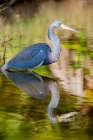 A tri-colored heron in breeding plumage-wades in shallow water-resting Art Print